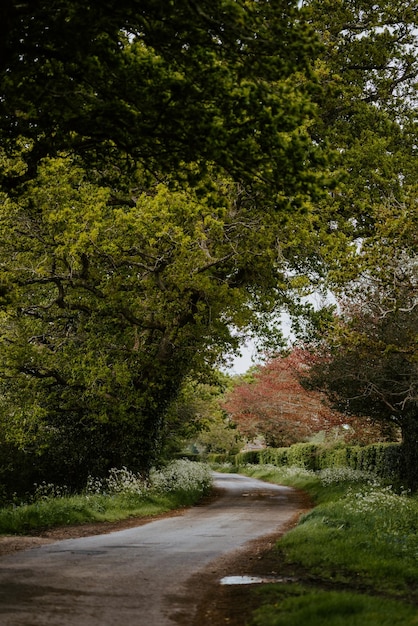 A peaceful park scene with a paved path winding through trees and lush greenery. The lighting is soft and diffused, creating a calm and inviting atmosphere. A person is faintly visible walking on the path in the distance.